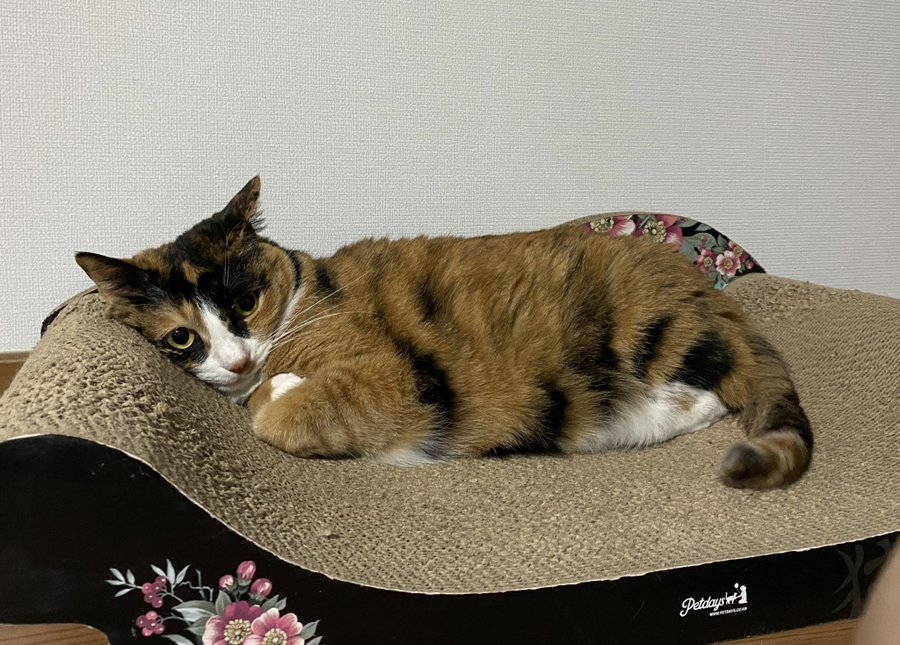 Twitter＠ walnut_is_a_cat   