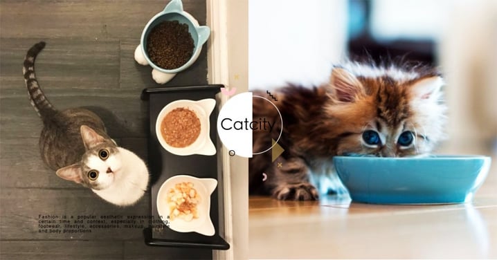 【貓咪飼料】主食罐、副食罐怎麼分配？專業獸醫分享「 2 大重點」要注意！