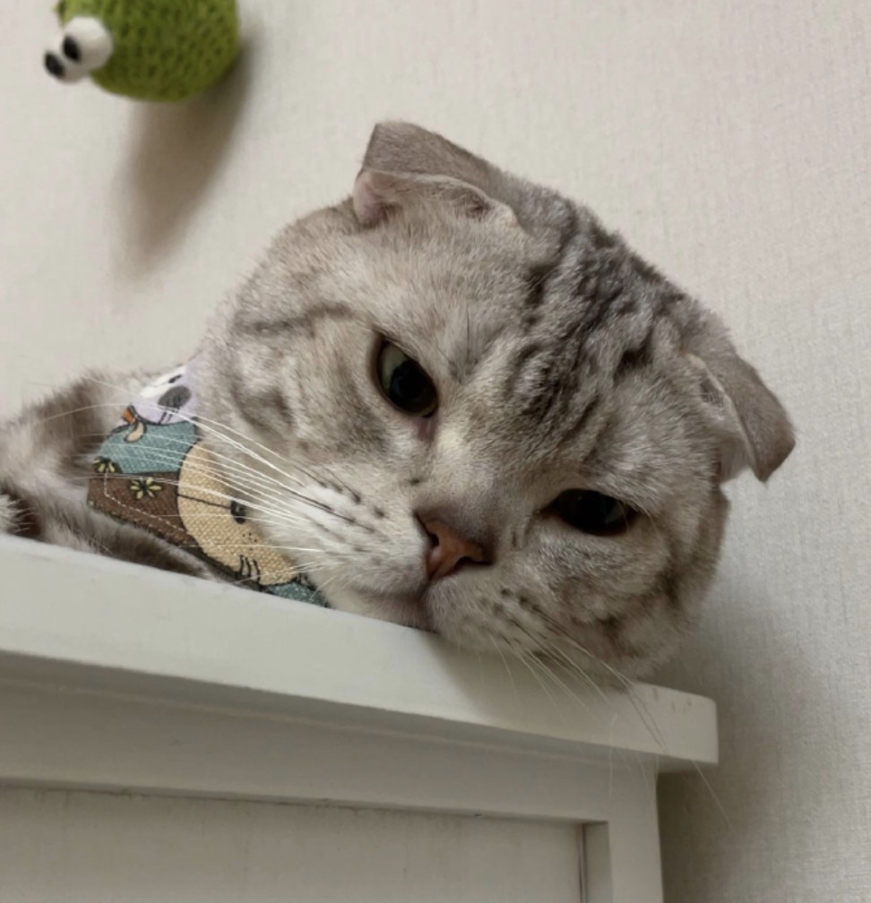 微博 汪小喵