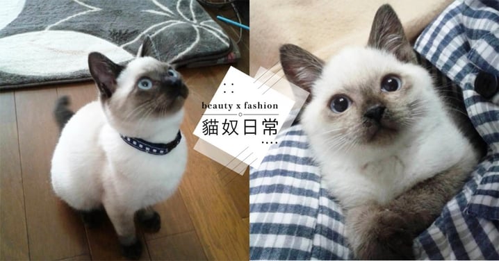 怎麼會這樣？！日本推主撿到的暹羅貓「臉黑化」，奴才哭訴：本來是白的！
