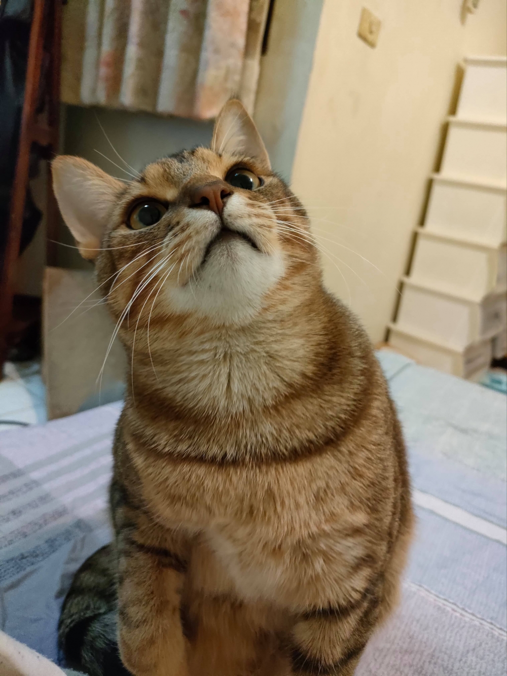 網友Chen Guanan小姐提供