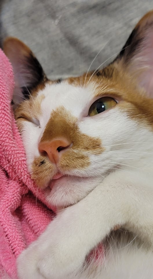 網友尤奕勝先生提供