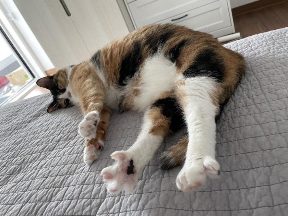 Twitter＠ walnut_is_a_cat   