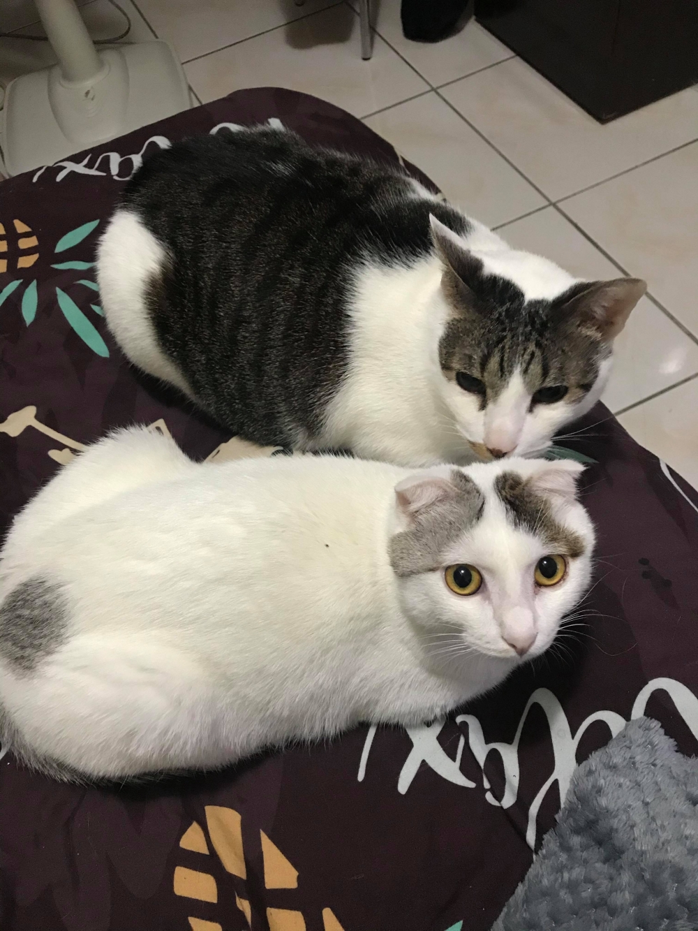 IG 21f.4cat 提供使用