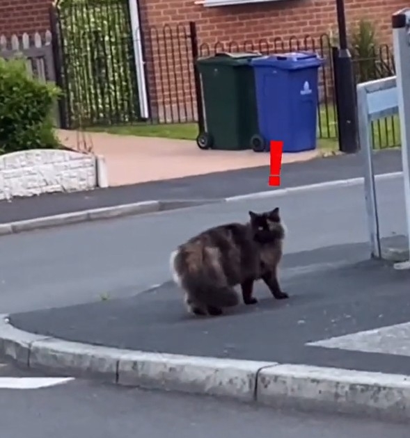 TiKTok＠ spooky_pumpkin_boi   