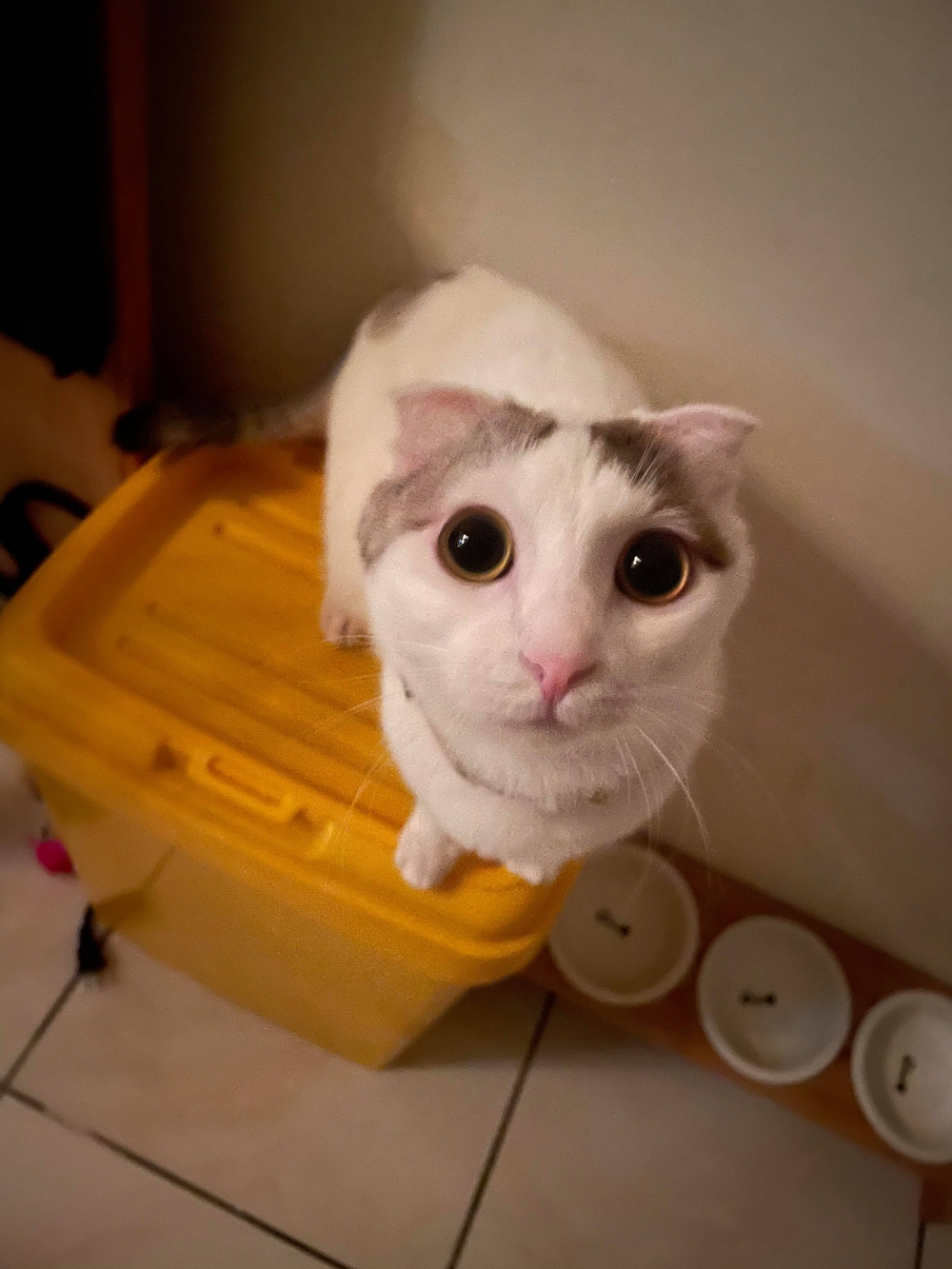 IG 21f.4cat 提供使用