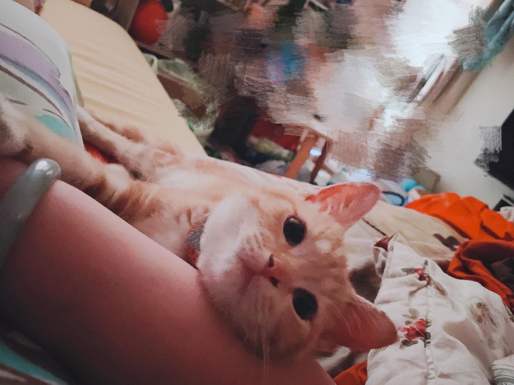 網友王婕寧小姐提供