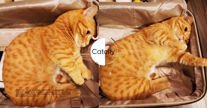 拜託帶偶去！日本曼赤肯橘貓「一臉委屈」躺行李箱，網笑翻：牠打包自己