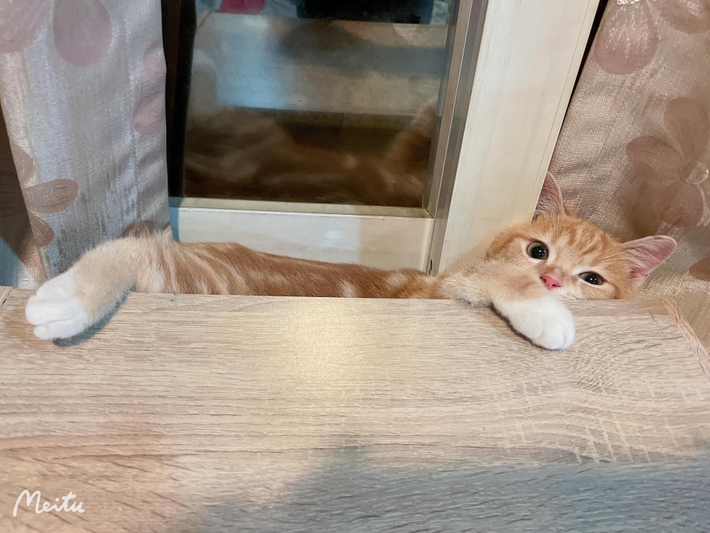 網友王婕寧小姐提供