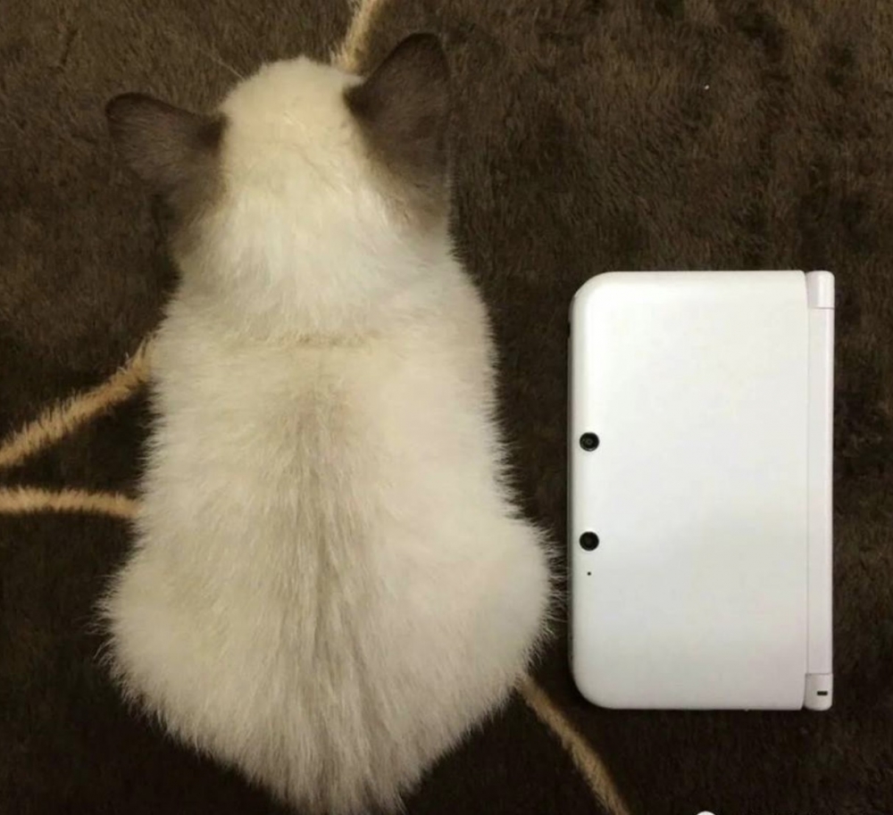 twitter/5EfOKY2lpzcQIRP