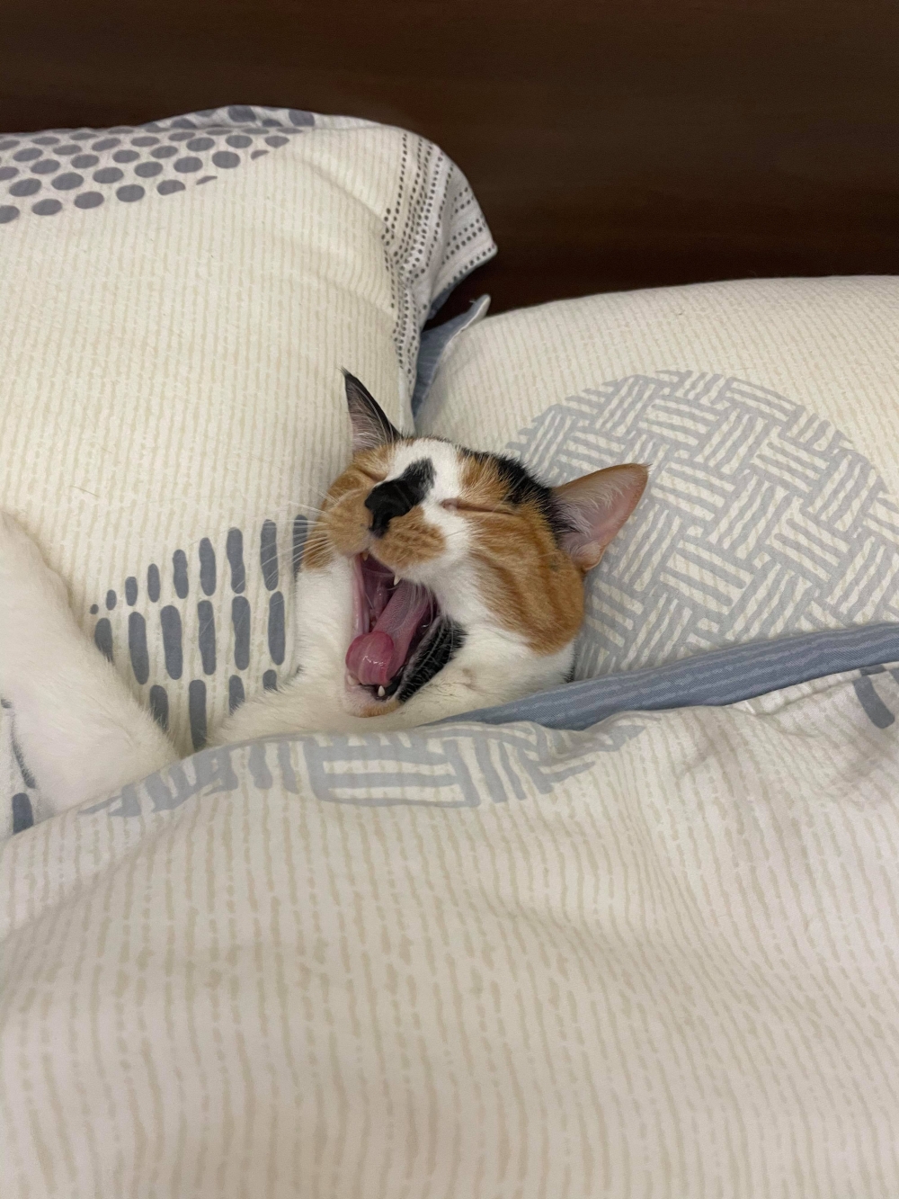 網友Chun Huang提供