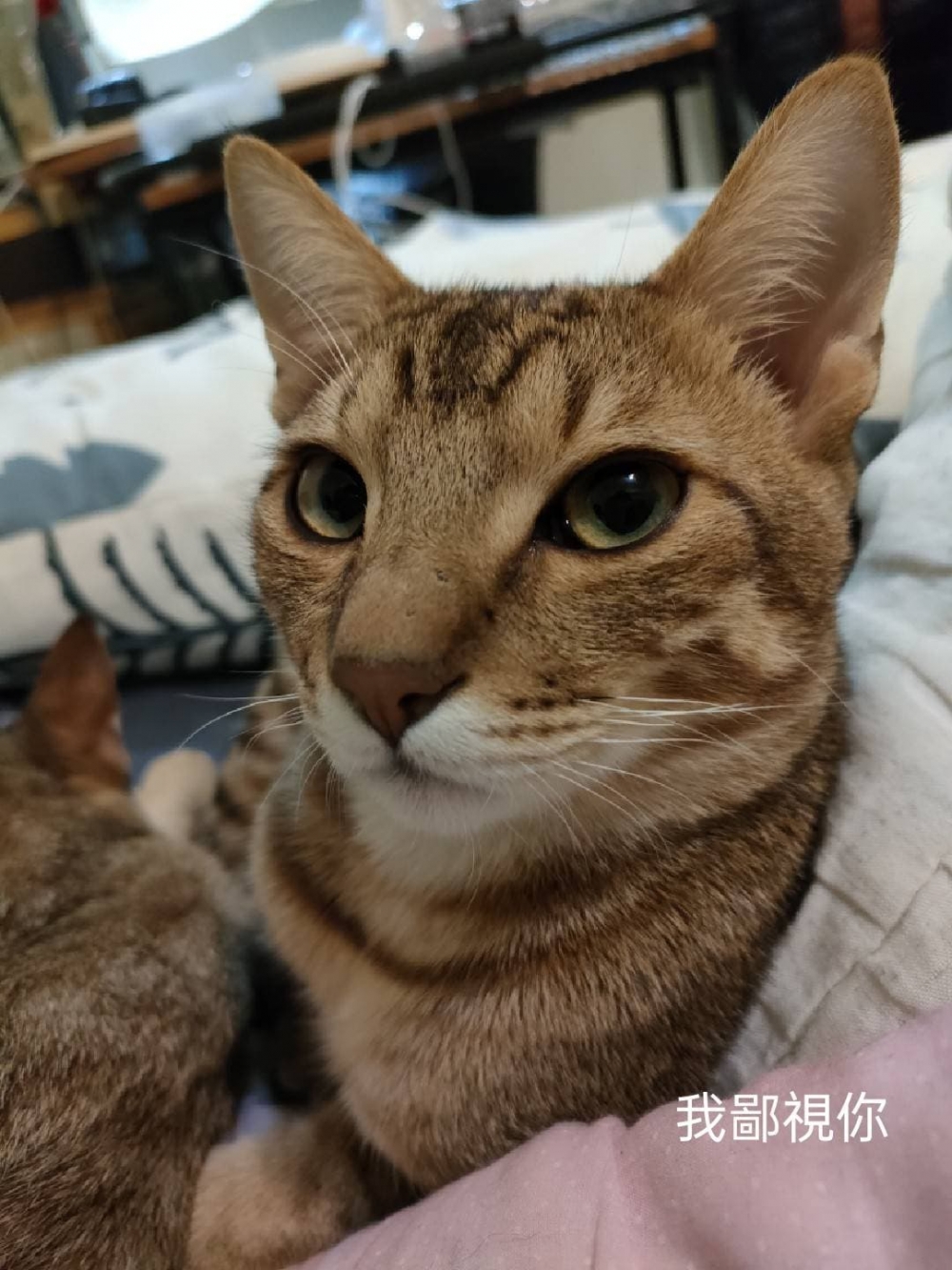 網友Chen Guanan小姐提供