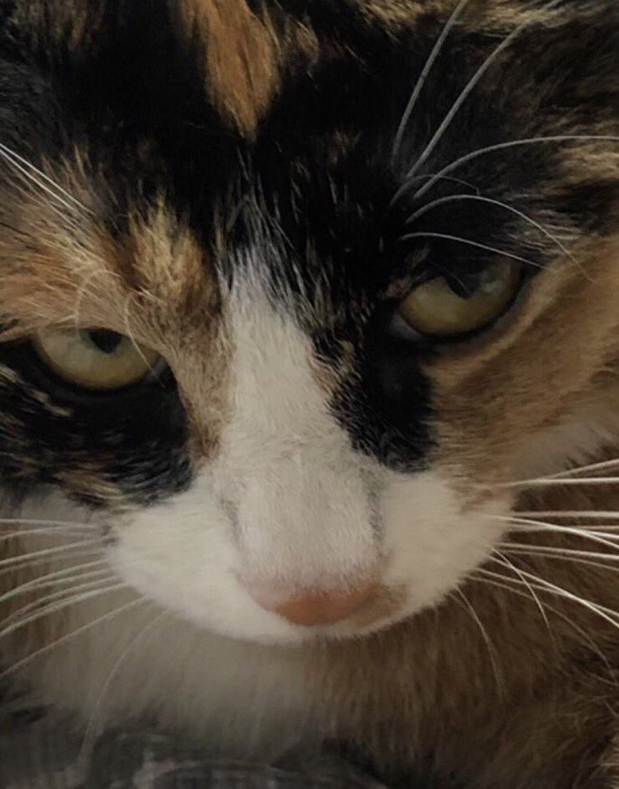 Twitter＠ walnut_is_a_cat   