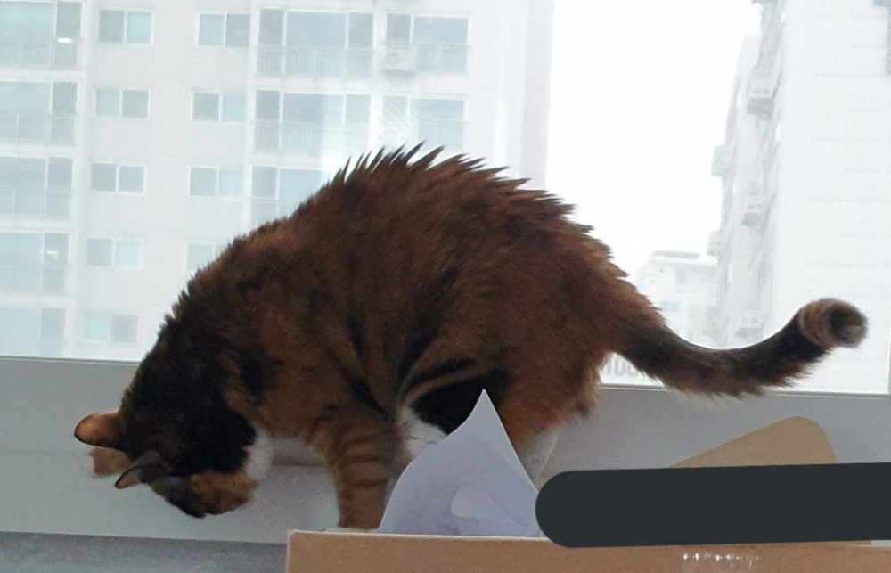 Twitter＠ walnut_is_a_cat   