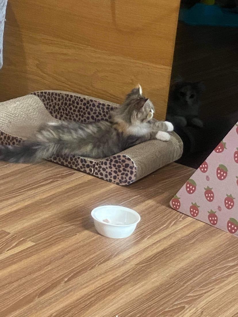 網友Ding Ding提供