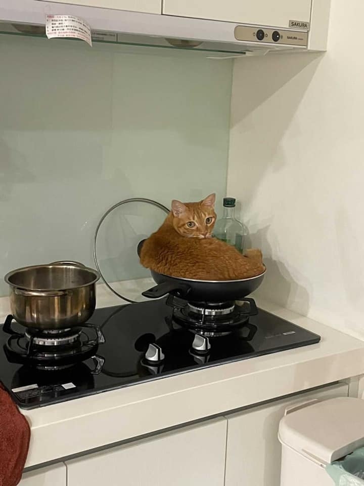 網友Yichen Luo提供