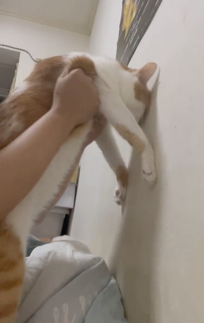 網友Edwina Lee小姐提供