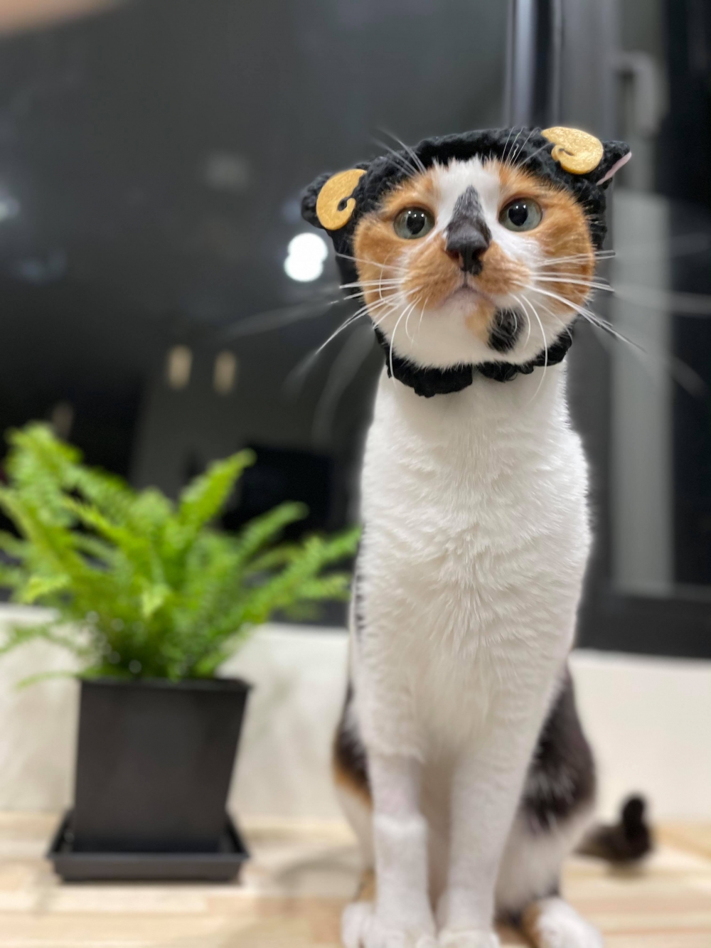 網友Chun Huang提供