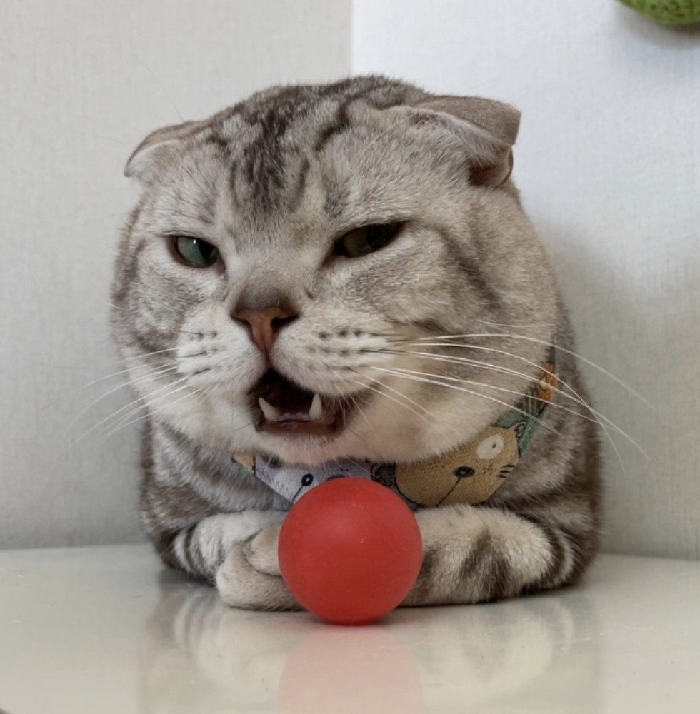 微博 汪小喵