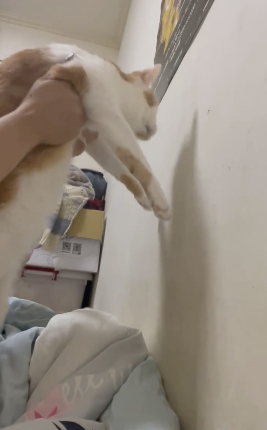 網友Edwina Lee小姐提供