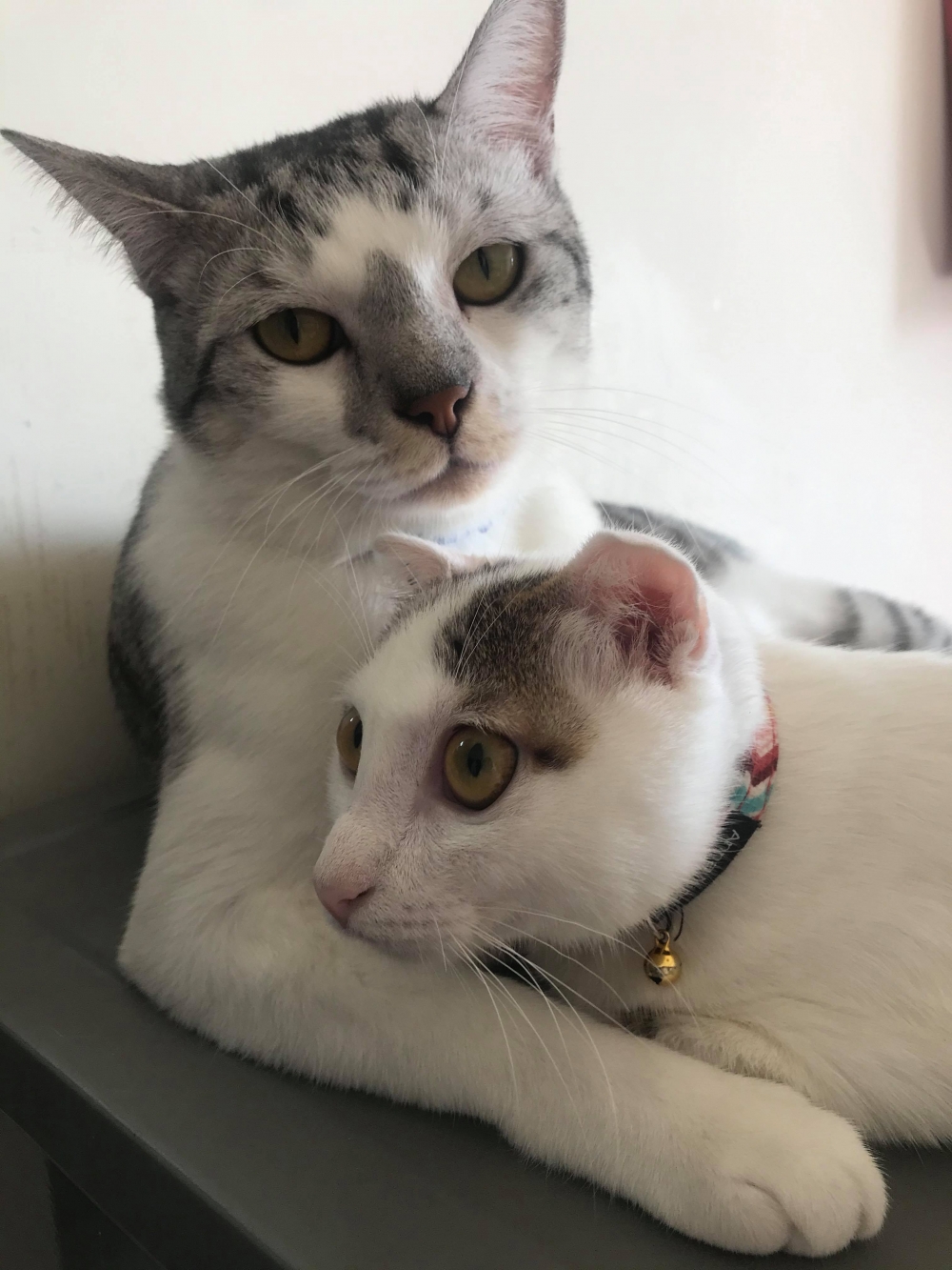 IG 21f.4cat 提供使用