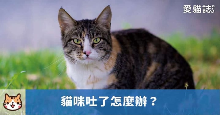 【貓咪吐了怎麼辦】貓為什麼會吐呢？分析貓咪嘔吐的 7 種常見原因！