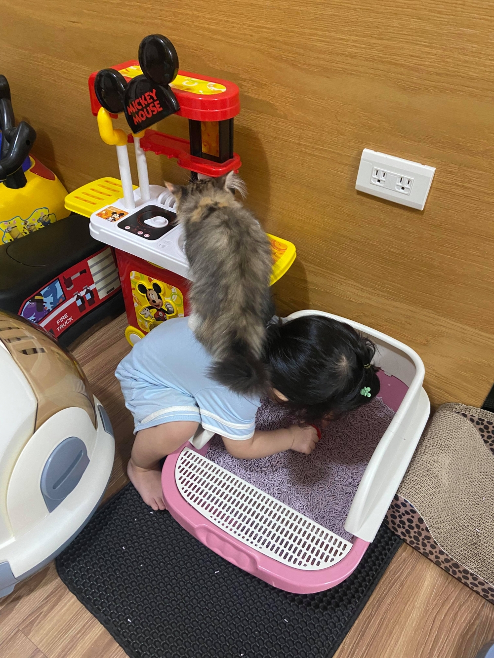 網友Ding Ding提供