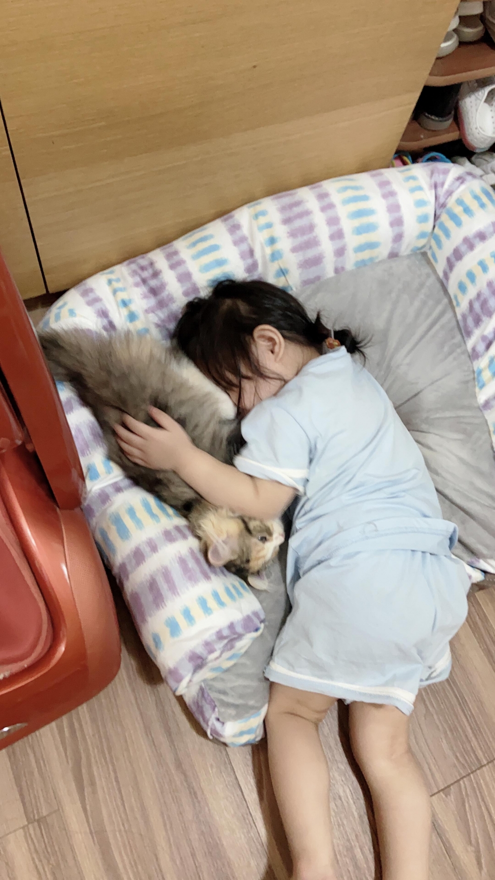 網友Ding Ding提供