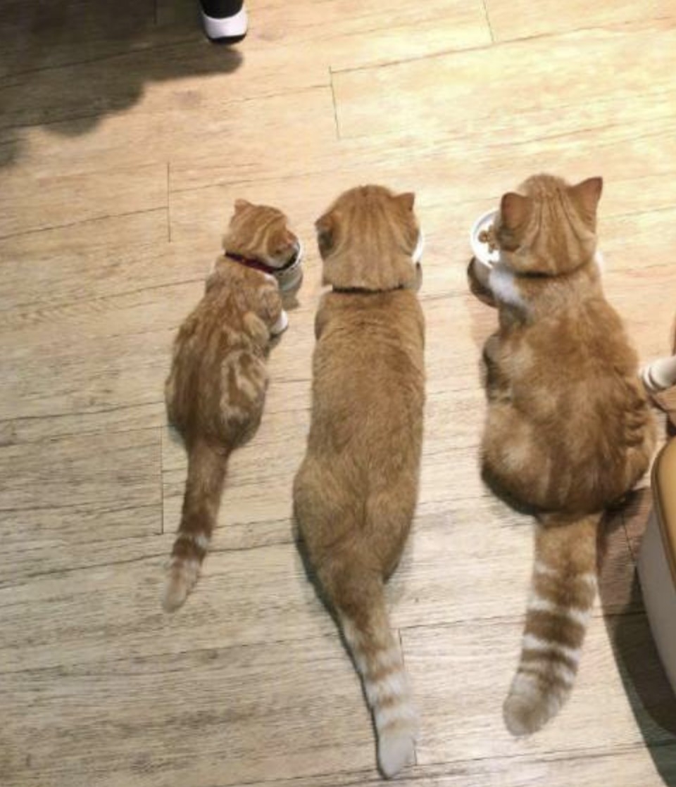 螢幕快照 2021-06-23 上午11.52.27