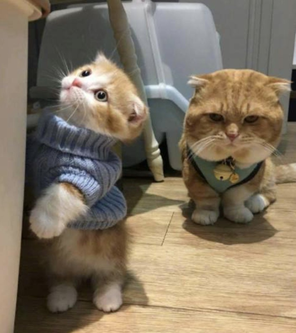 螢幕快照 2021-06-23 上午11.52.11