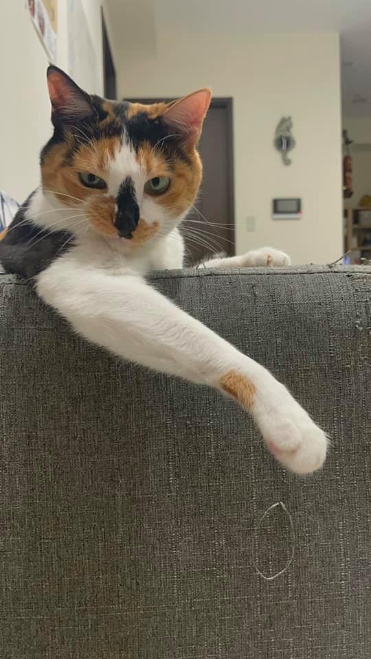 網友Chun Huang提供