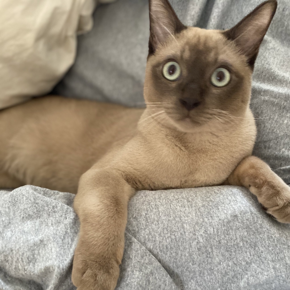 twitter/5EfOKY2lpzcQIRP