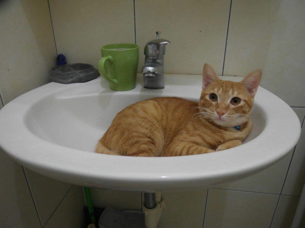 網友Yichen Luo提供