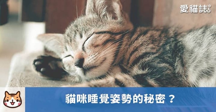 【貓咪睡姿】貓咪為什麼會道歉睡？揭曉 6 種貓咪睡姿 的秘密！