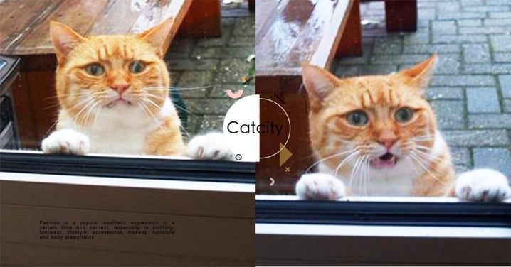 偷溜出門！橘貓回家發現「門被鎖上」超驚慌，瞬間傻眼：快開門啊！