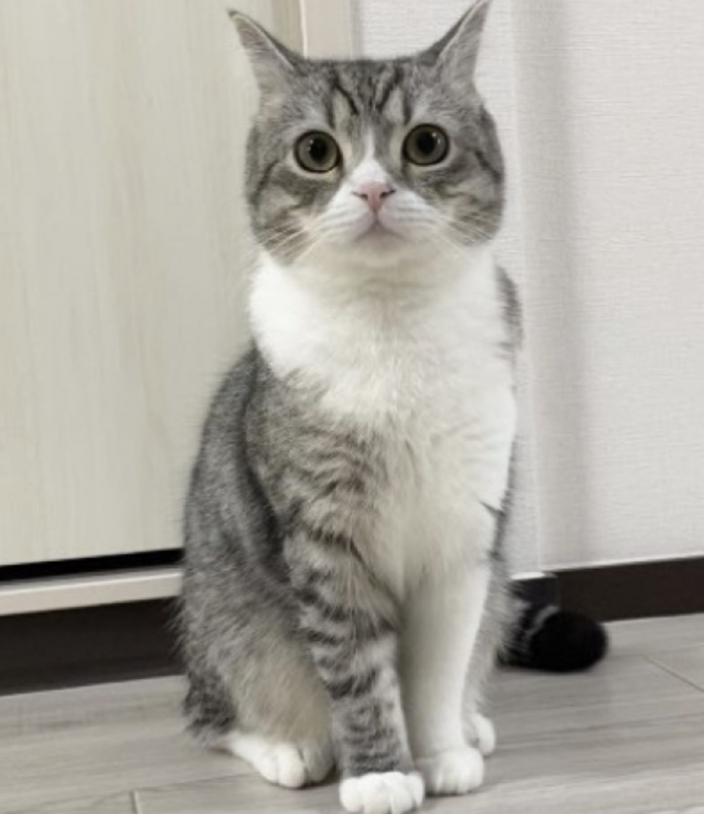 twitter @catmotimaru