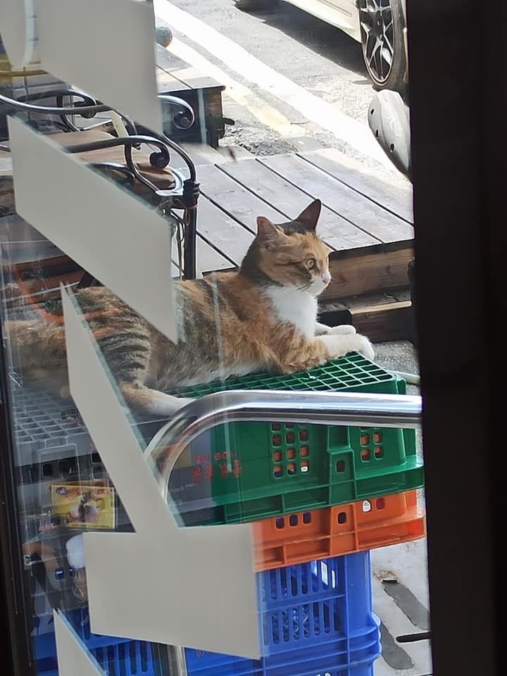 網友林欣彤小姐提供