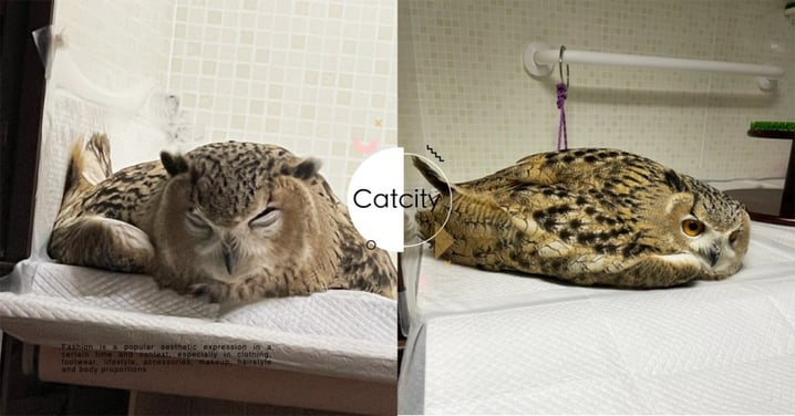 被同化了？日本貓頭鷹「折手手睡姿」睡到融化，網友笑翻：難怪名字裡有貓！