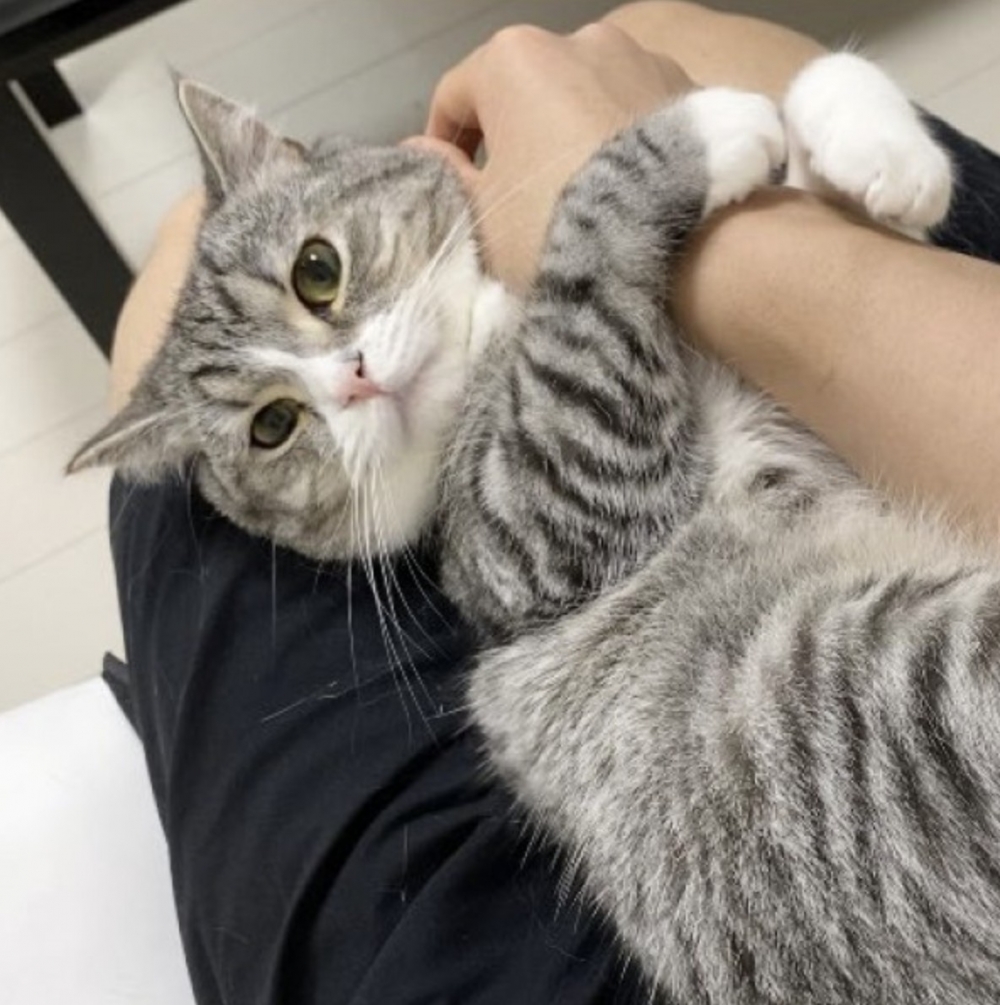 twitter @catmotimaru