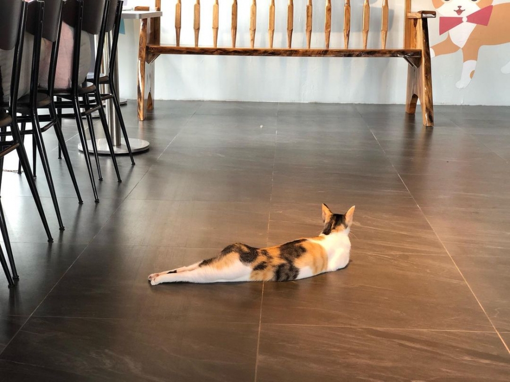 IG cats_in_the_attic_2020