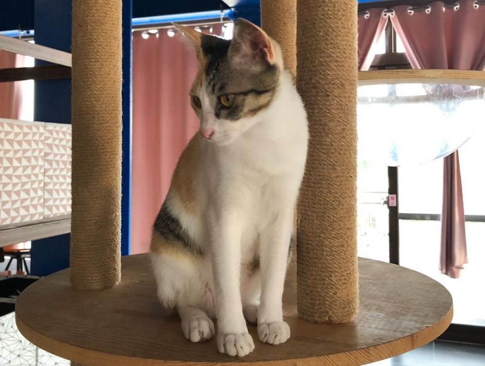 IG cats_in_the_attic_2020