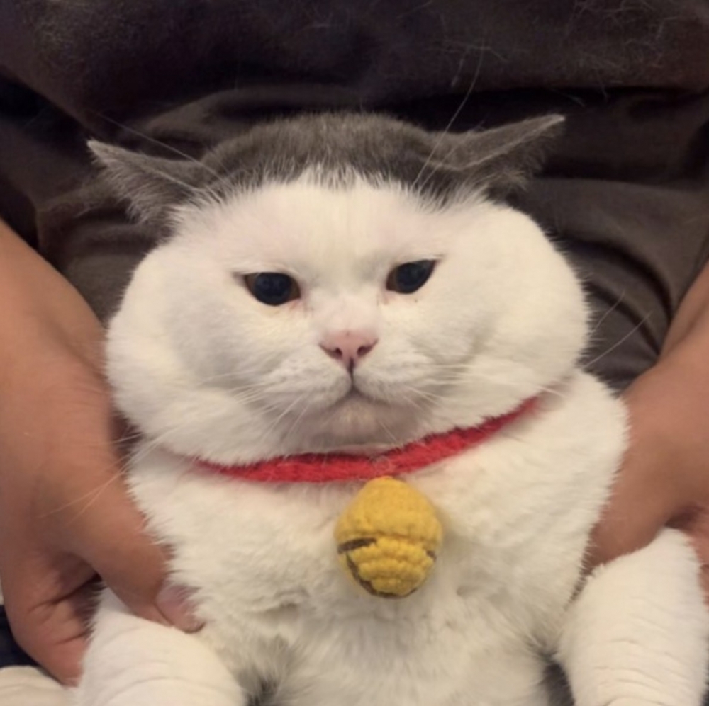 小紅書 ＠头盔不秃头