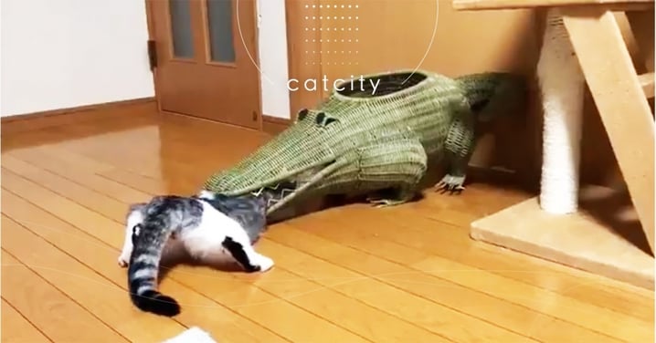 屁屁卡住了！日本萌貓鑽進「鱷魚嘴中」像被吃一半，網笑翻：還不救駕