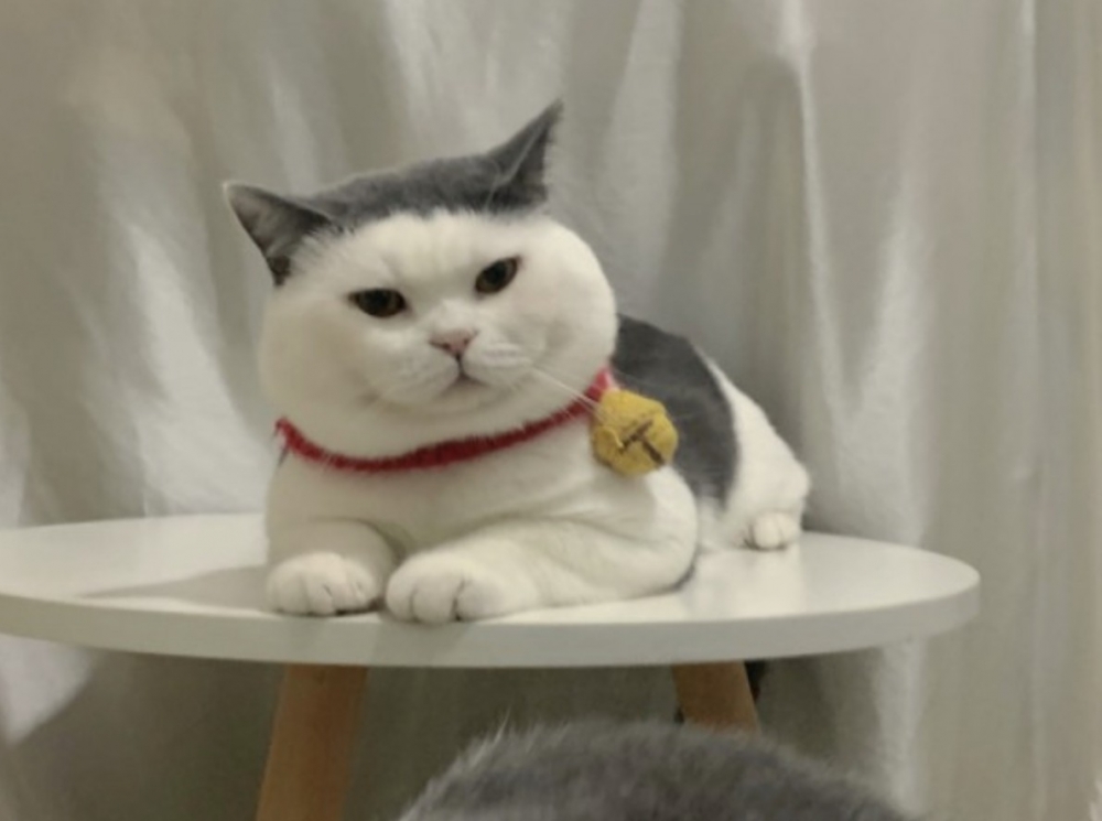 小紅書 ＠头盔不秃头