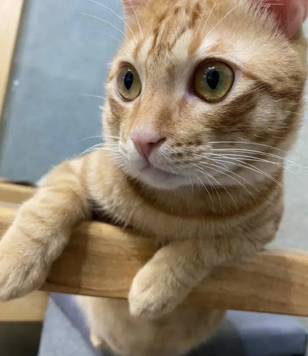搜狐