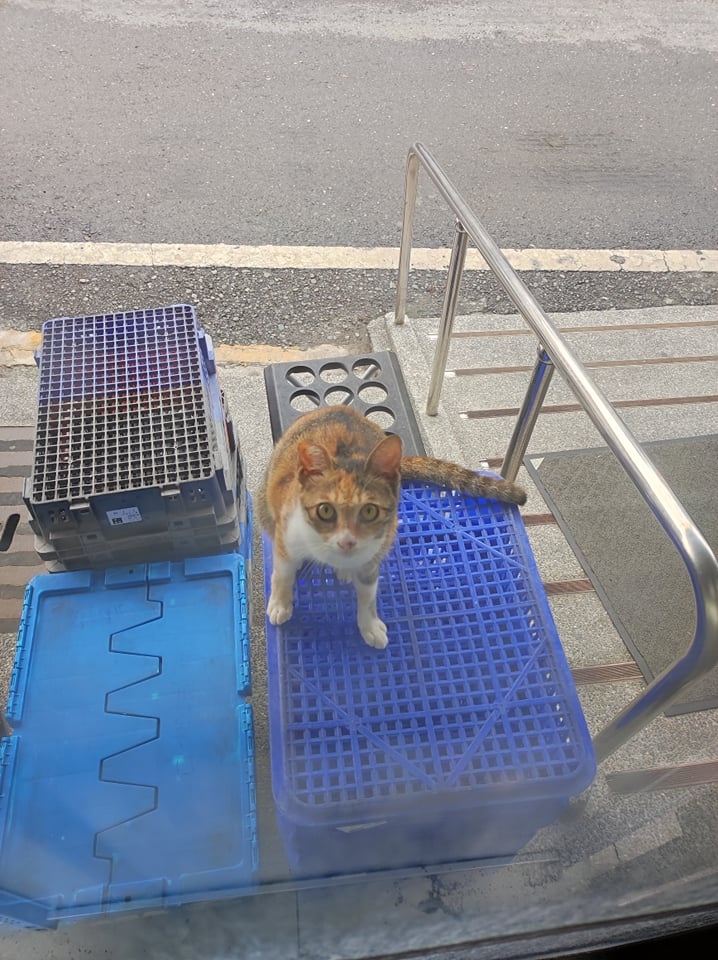 網友林欣彤小姐提供