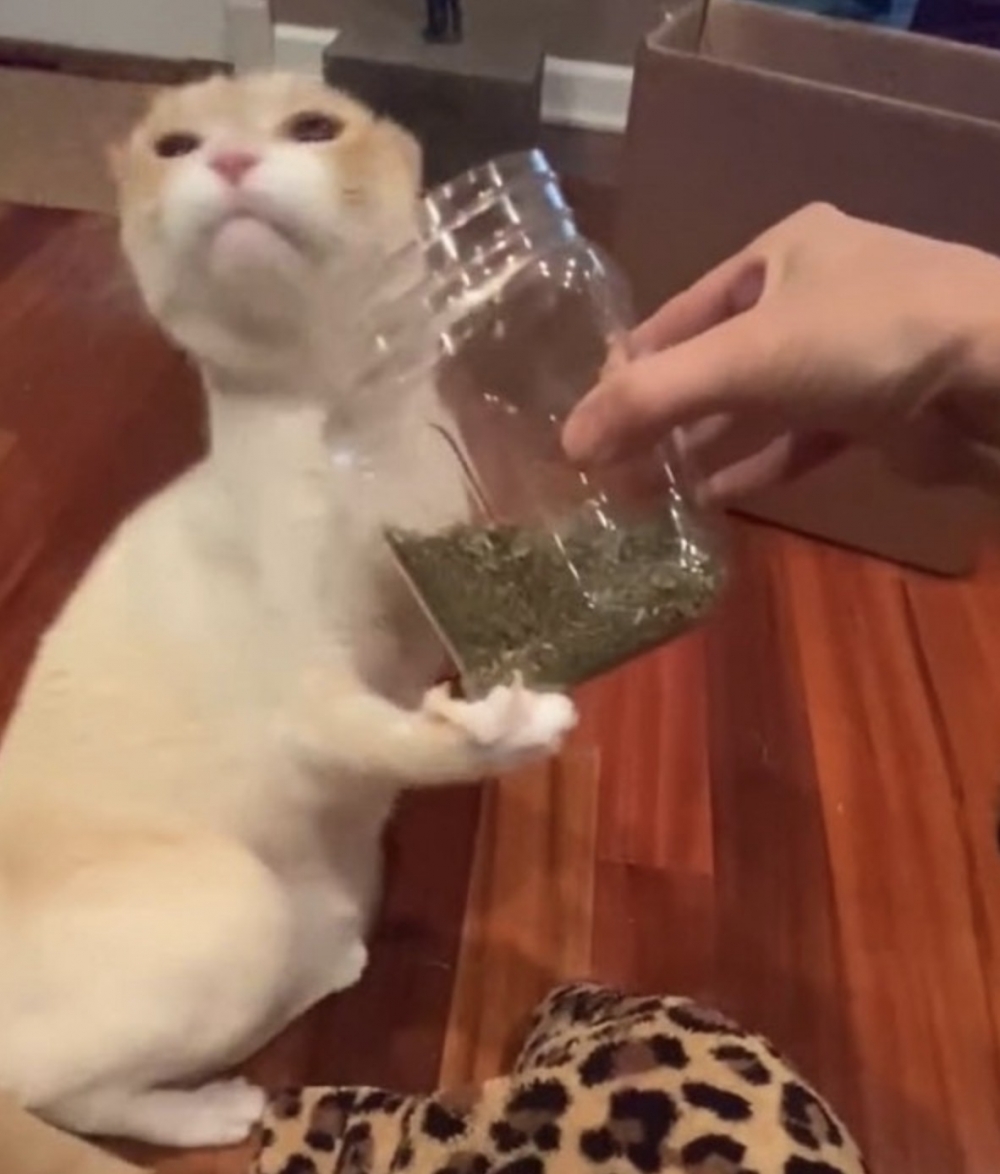 Tik tok all_apaulagies 