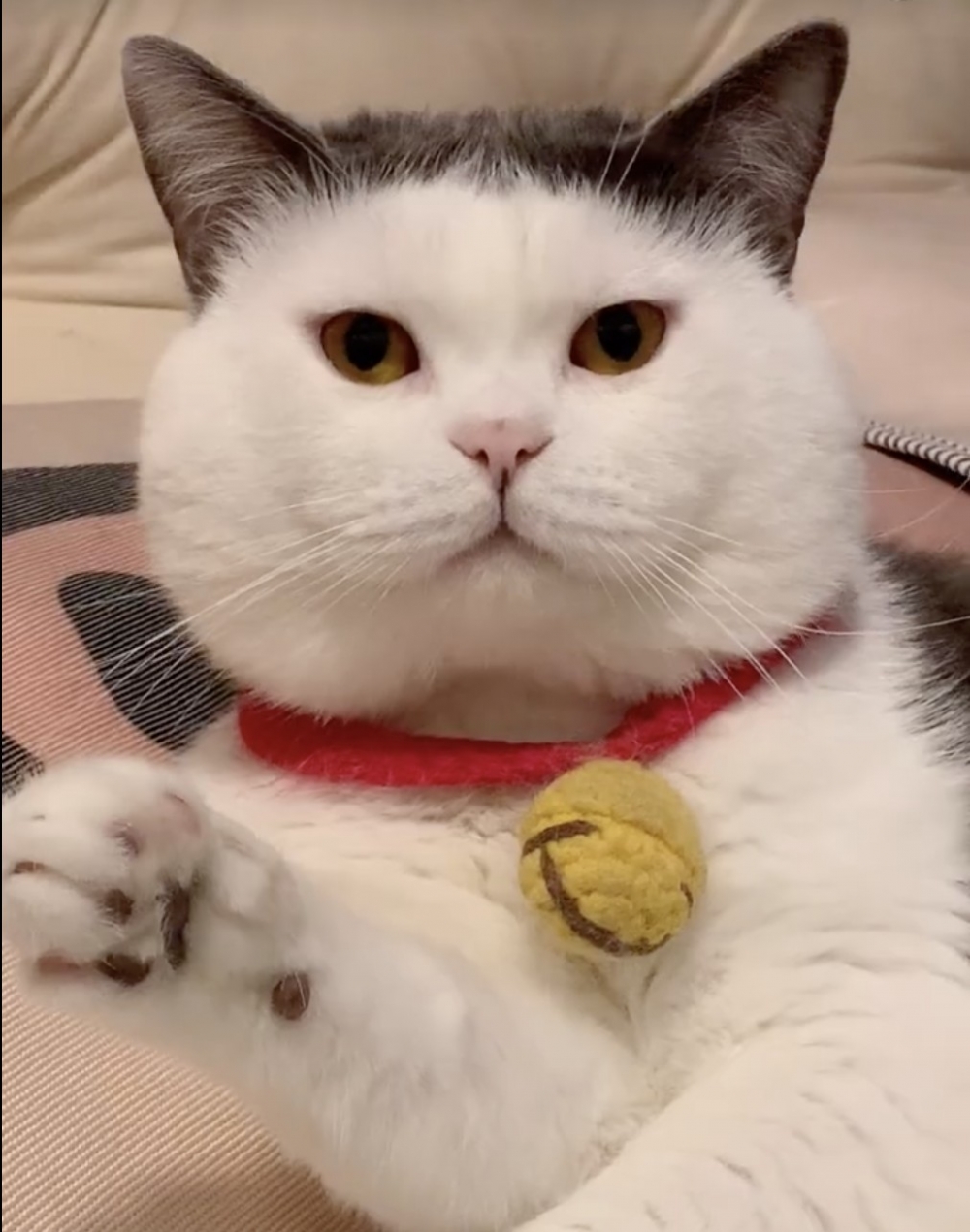 小紅書 ＠头盔不秃头