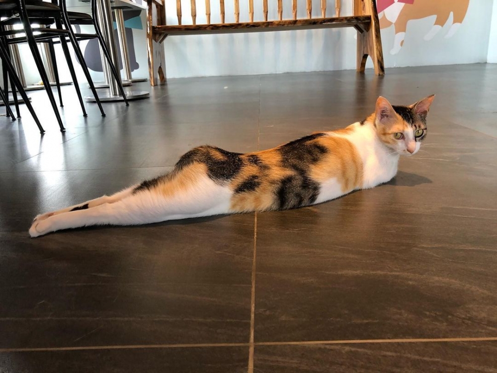 IG cats_in_the_attic_2020