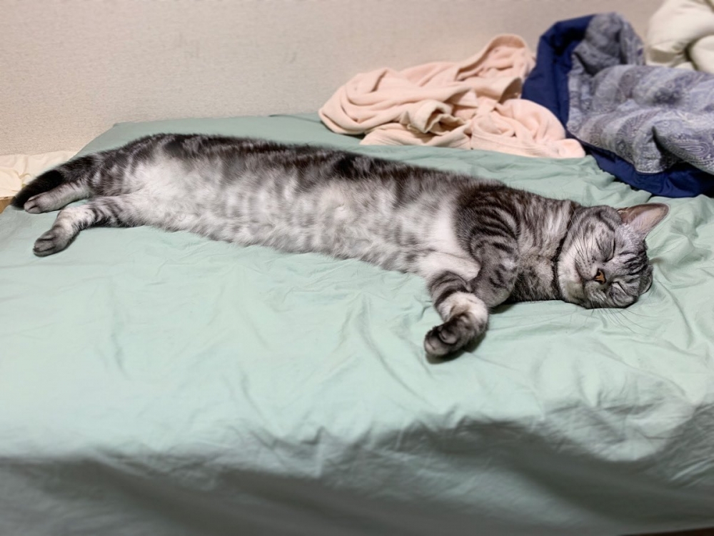 twitter kagemarusanjo